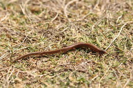 Image of Two-toed Earless Skink