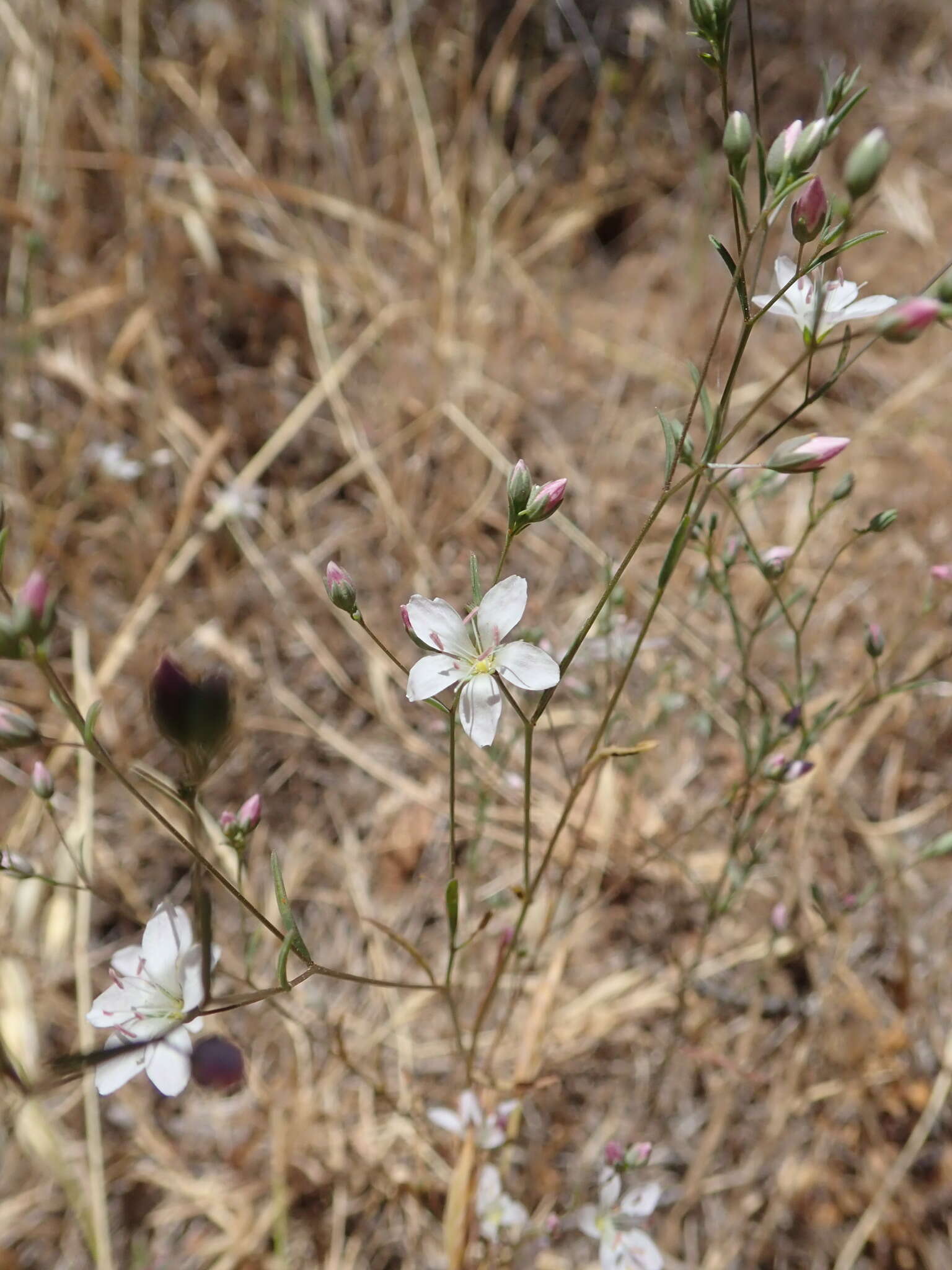 Image of California dwarf-flax