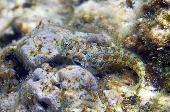 Blenniella periophthalmus (Valenciennes 1836) resmi