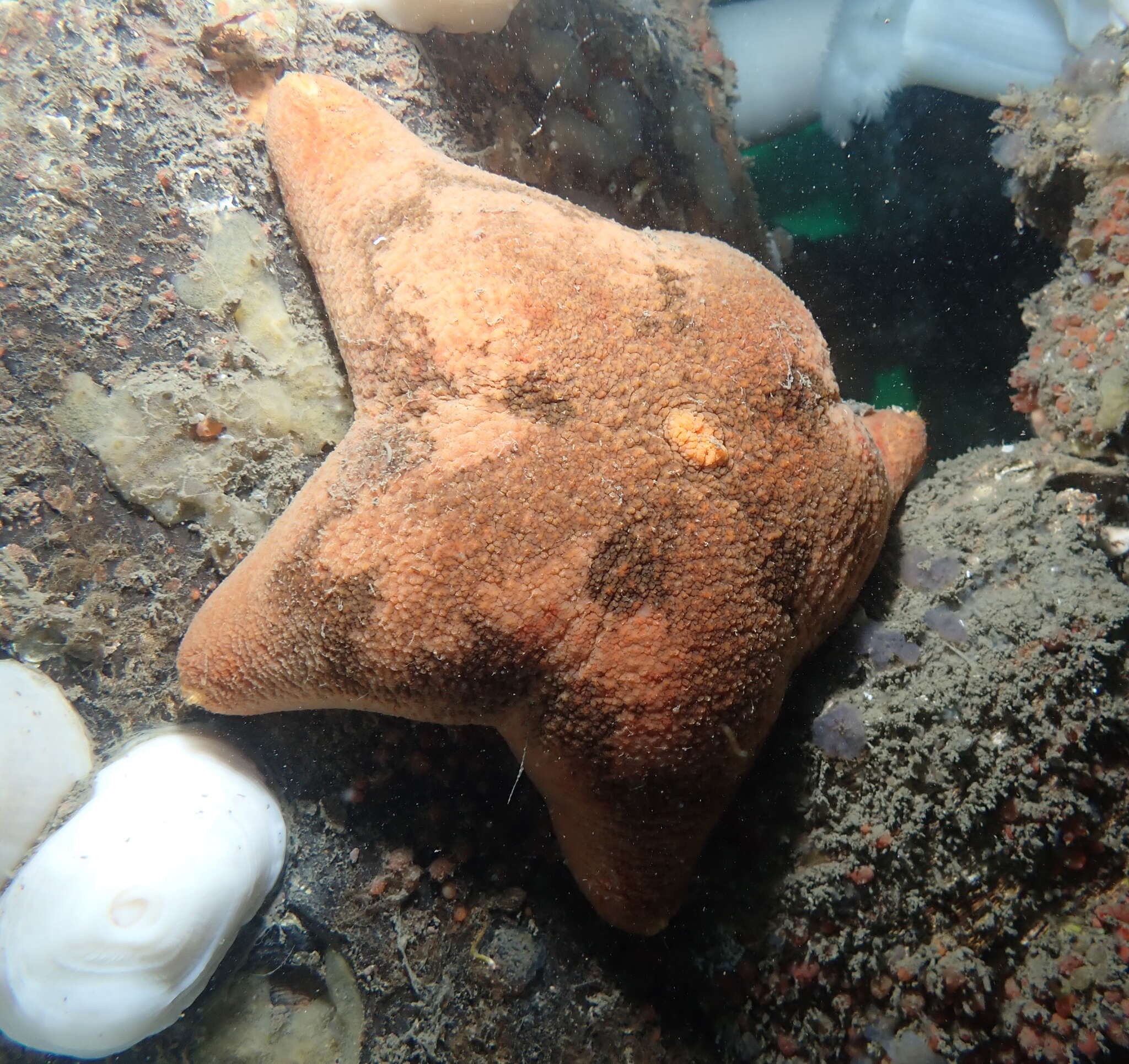 Image of Tesselated slime star