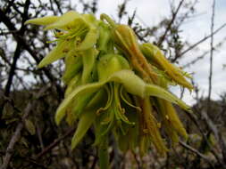 Image of Cotyledon cuneata Thunb.