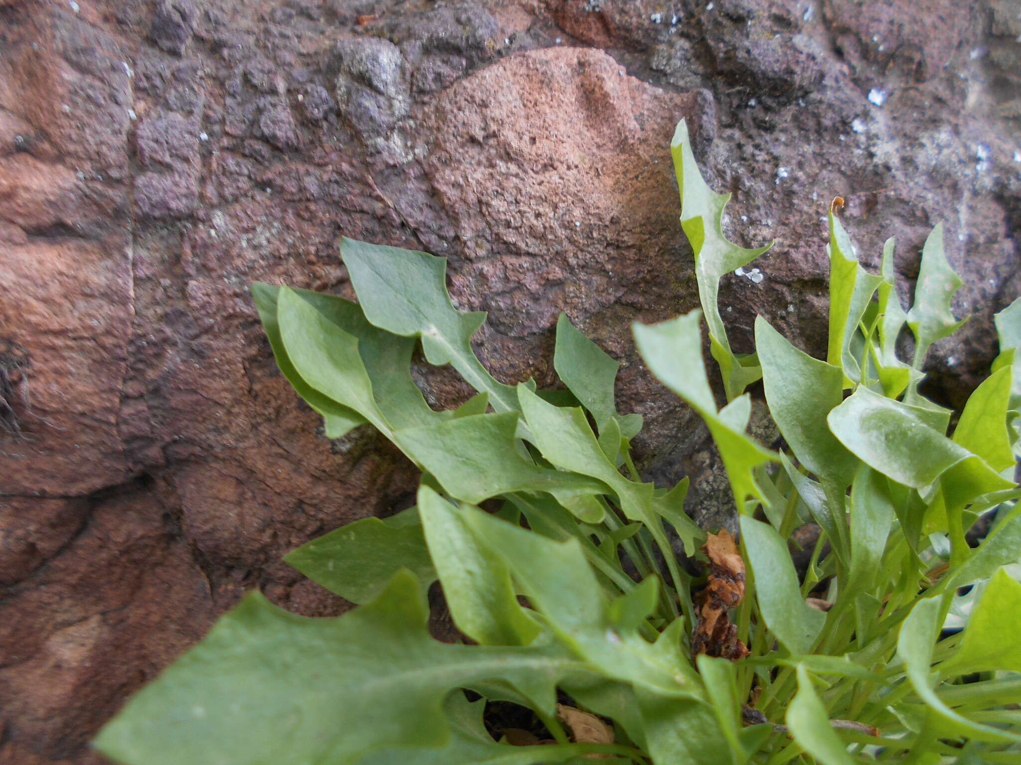 Image of Hypochaeris robertia (Sch. Bip.) Fiori