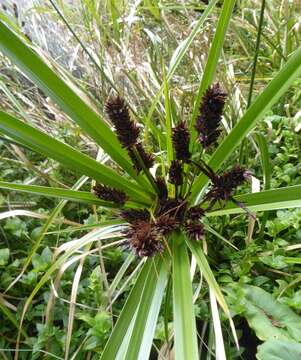 Image of Bauerago gardneri (McKenzie & Vánky) Vánky 1999