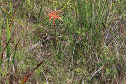 Aloe micracantha Haw. resmi