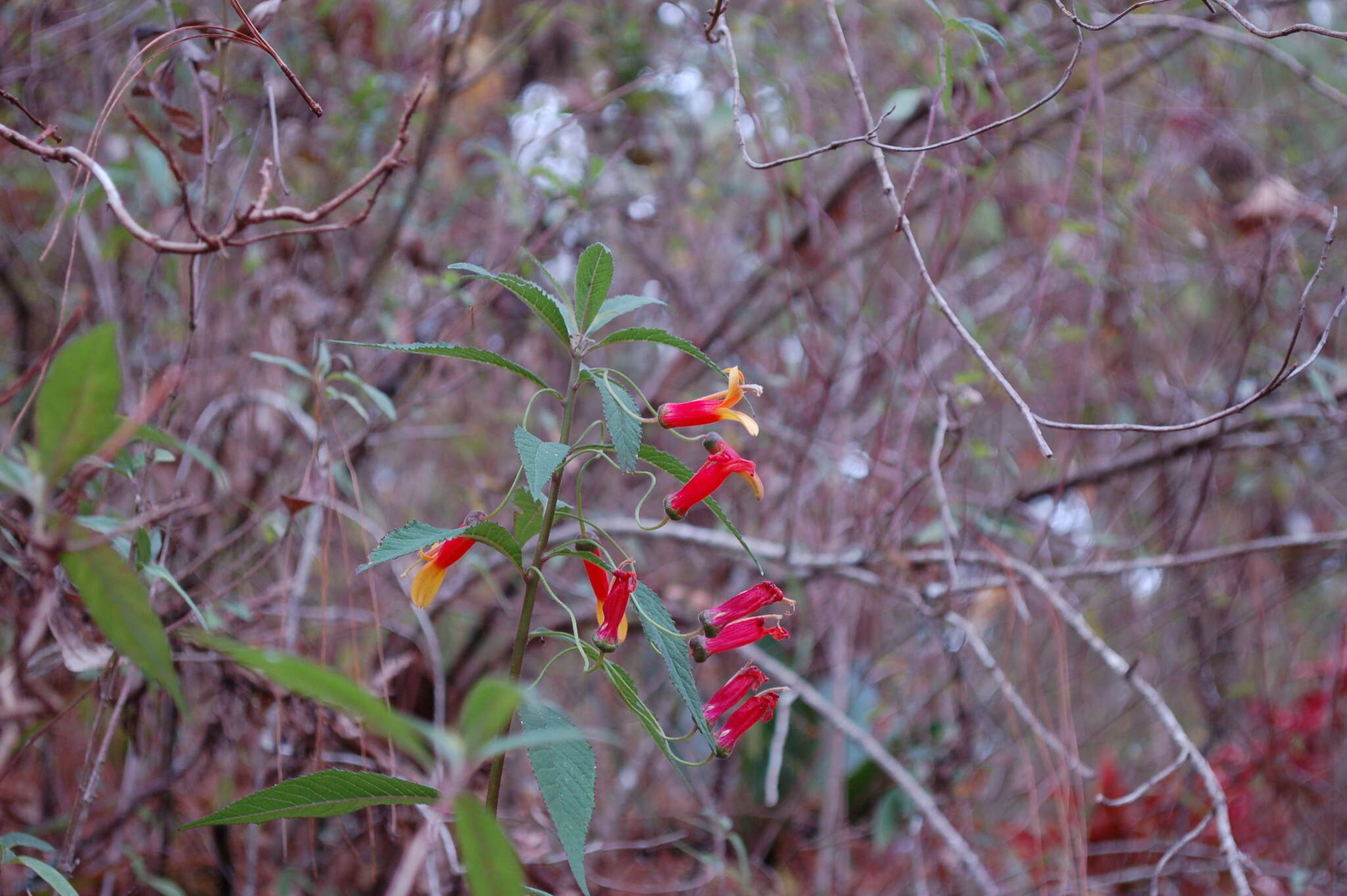 Imagem de Lobelia laxiflora Kunth