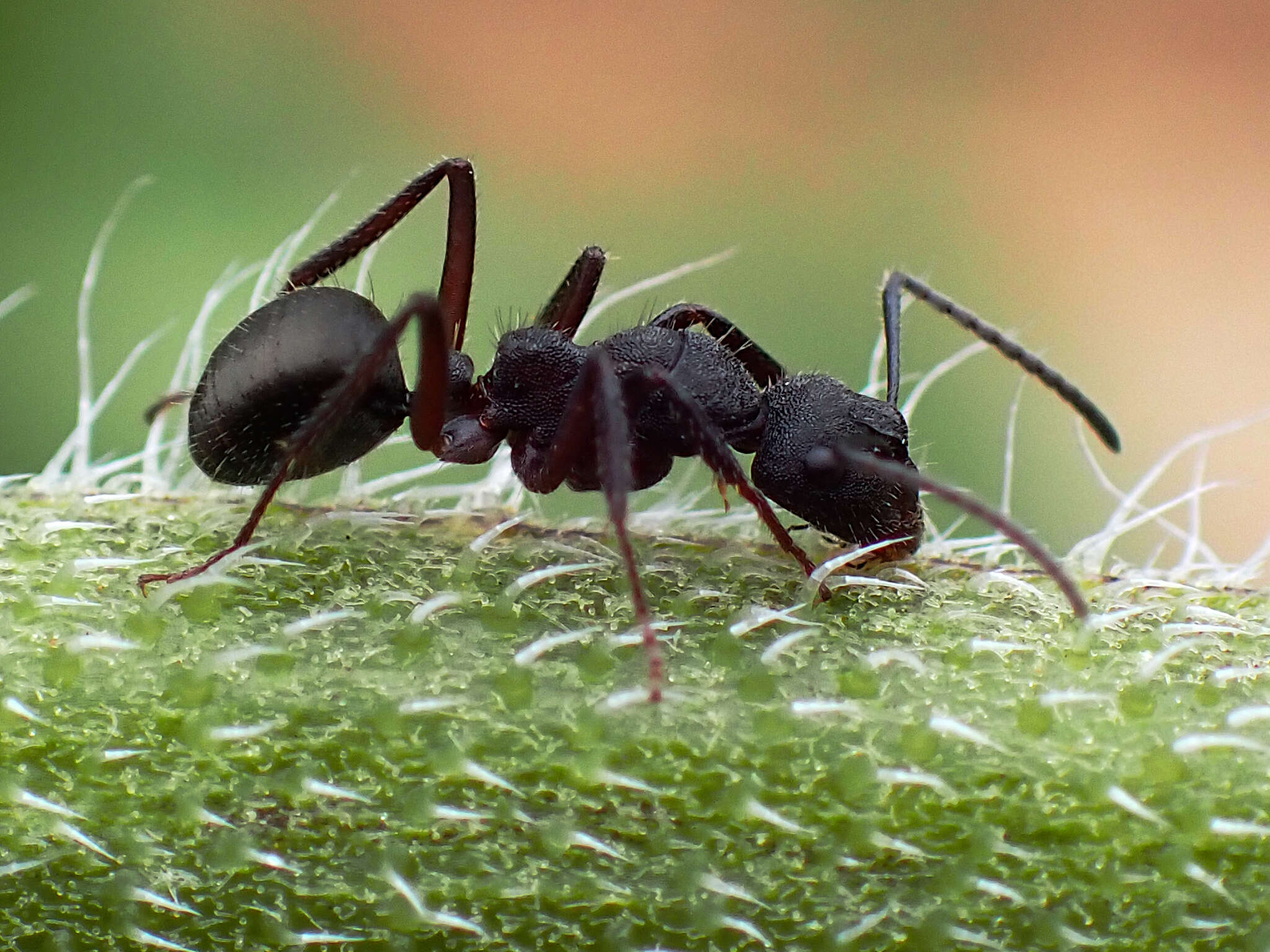 Image of Camponotus whitei Wheeler 1915