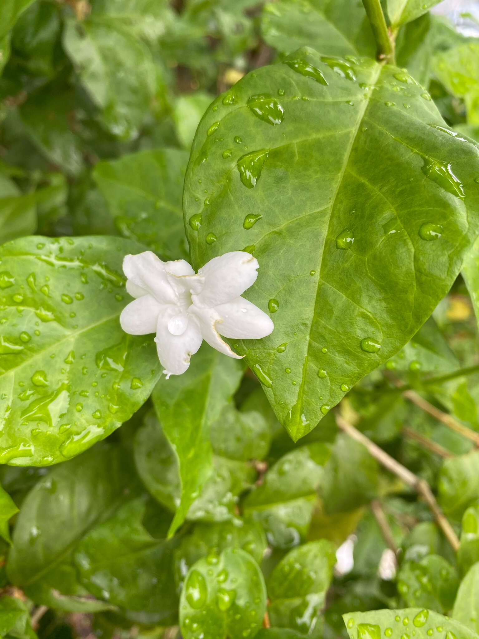 Image of Arabian jasmine