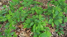 Image of northern spicebush