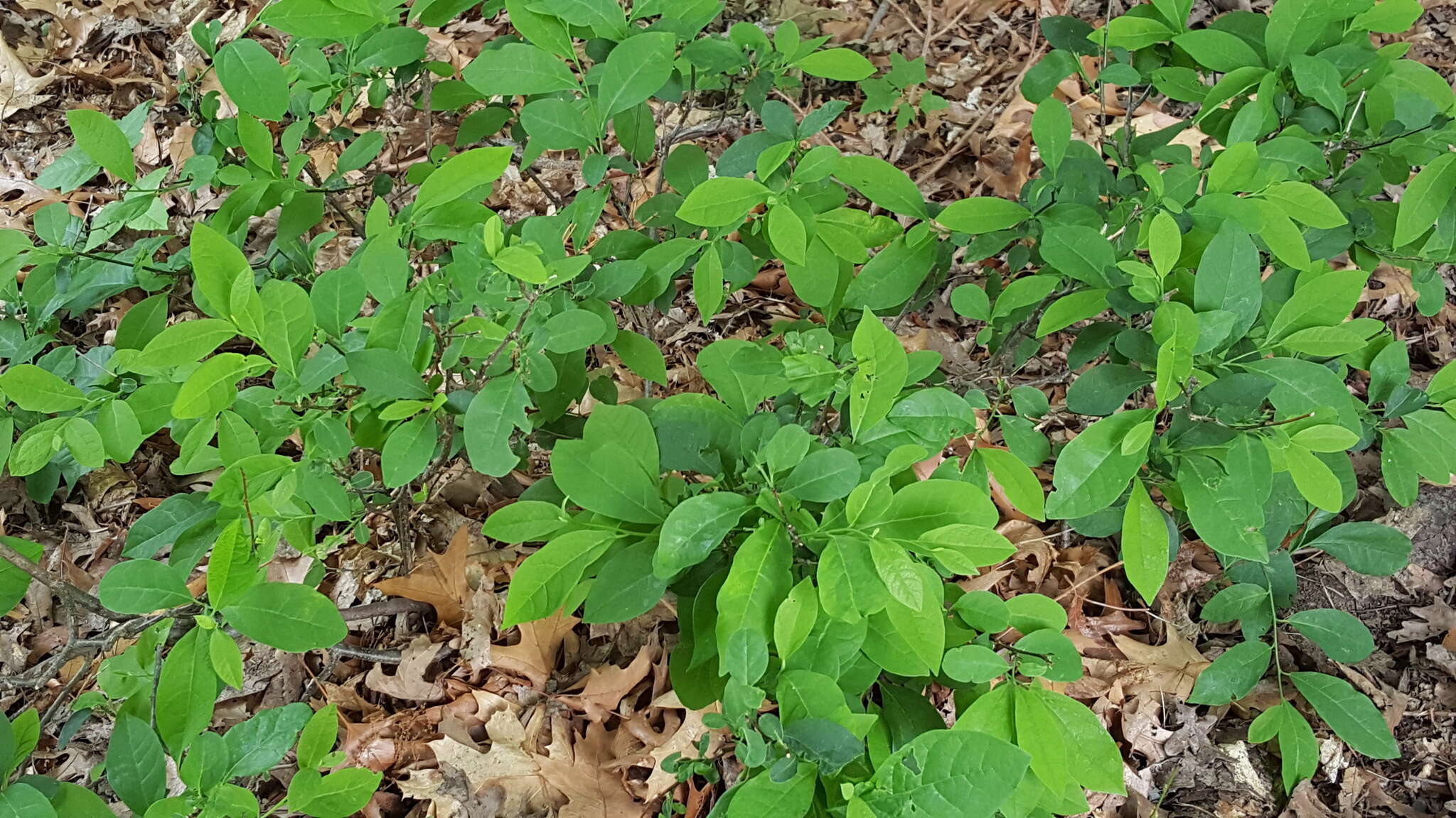 Image of northern spicebush