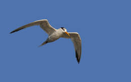 Image of West African Crested Tern