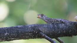 Image of Lichen Anole