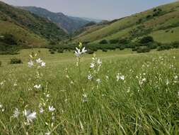 Image of St. Bernard’s lily