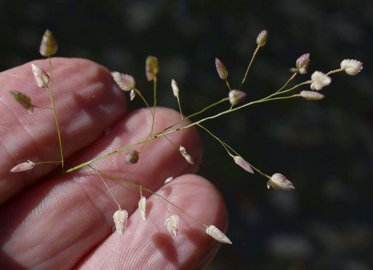 صورة Eragrostis unioloides (Retz.) Nees ex Steud.