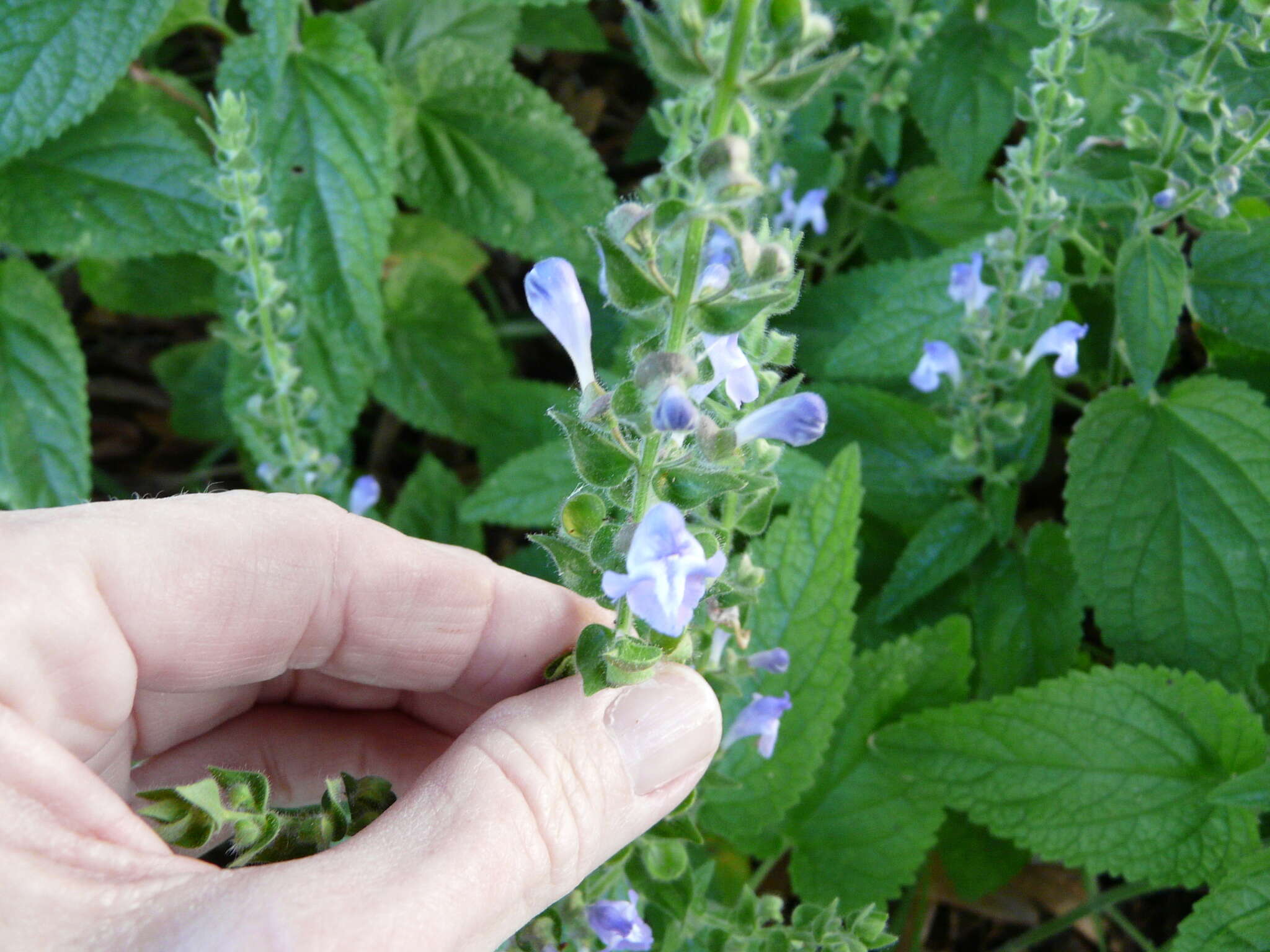 Sivun Scutellaria ovata subsp. bracteata (Benth.) Epling kuva