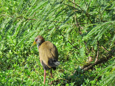 Image of Giant Wood Rail