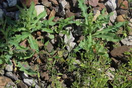 Image of spear saltbush