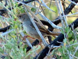 Sivun Cisticola subruficapilla jamesi Lynes 1930 kuva