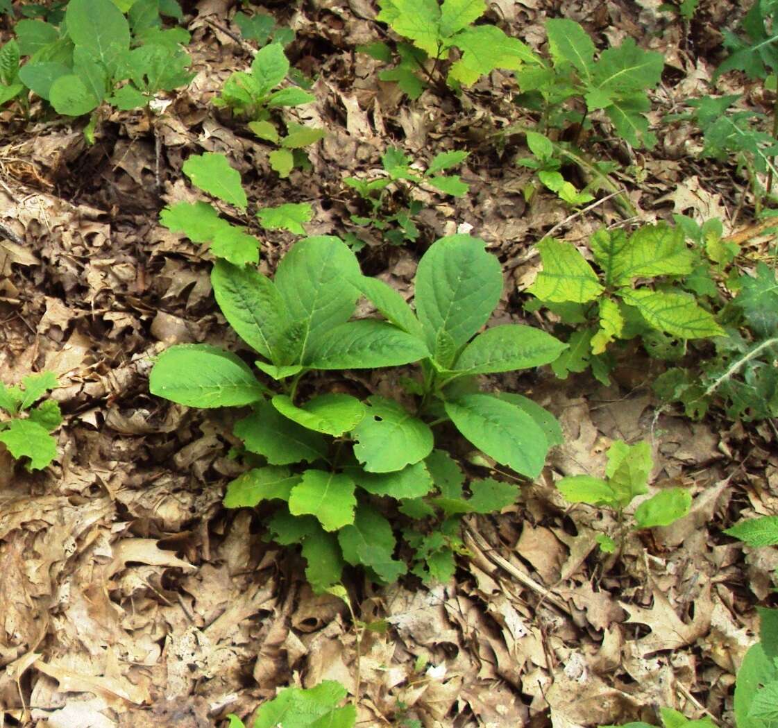 Image of Phytolacca acinosa Roxb.