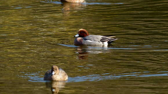 Image of Eurasian Wigeon