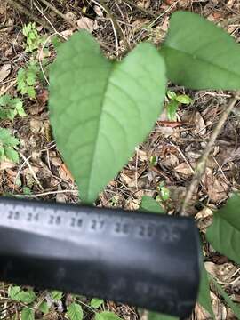 Image of American buckwheat vine