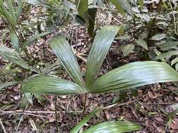 Image de Cryosophila stauracantha (Heynh.) R. J. Evans