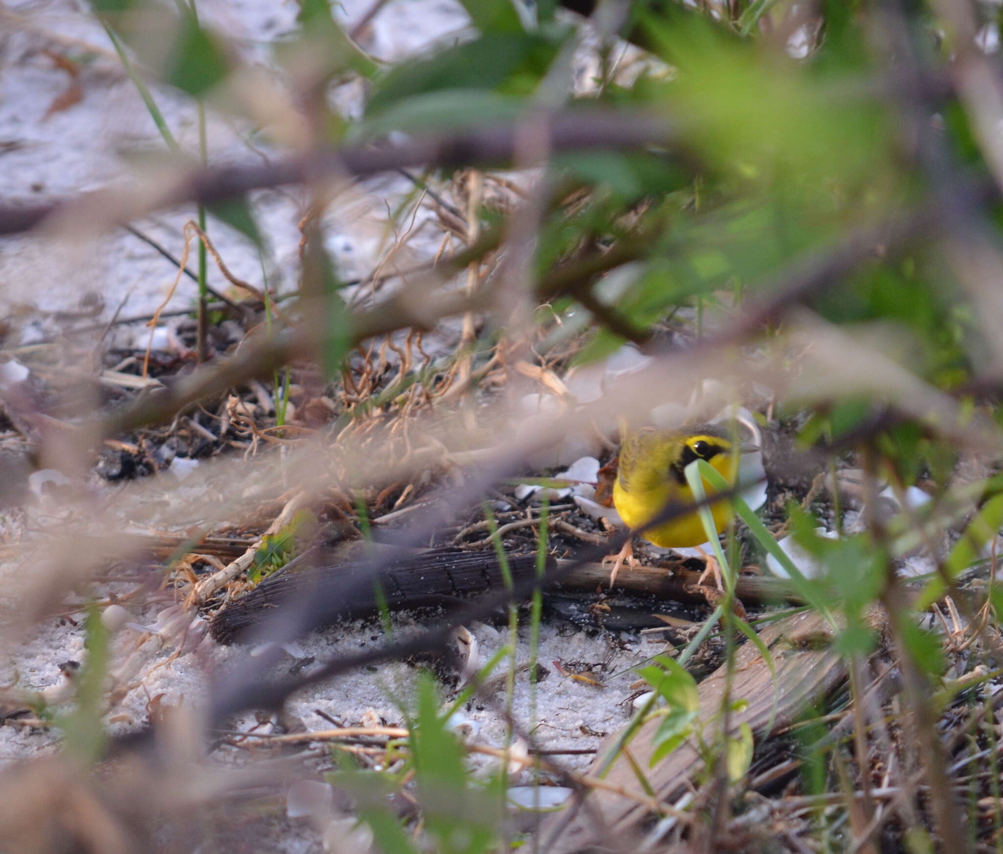 Image of Kentucky Warbler