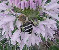 Image of Anthophora walshii Cresson 1869