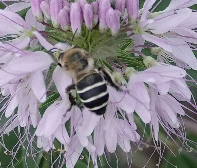 Image of Anthophora walshii Cresson 1869