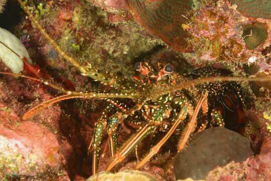 Image of Guinea Chick Lobster