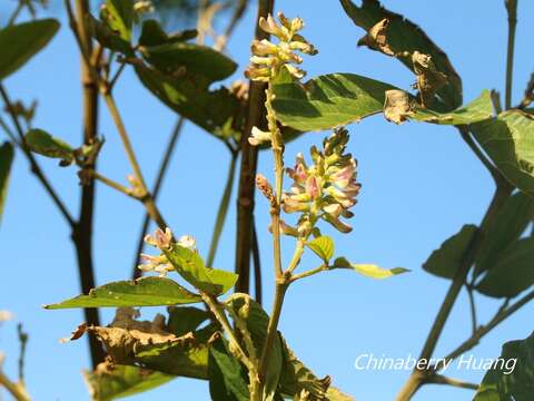 Plancia ëd Flemingia macrophylla (Willd.) Merr.