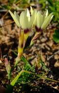 Image of Geissorhiza barkerae Goldblatt