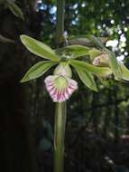 Image of Beyrich's hooded orchid