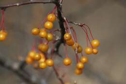 Imagem de Malus baccata (L.) Borkh.