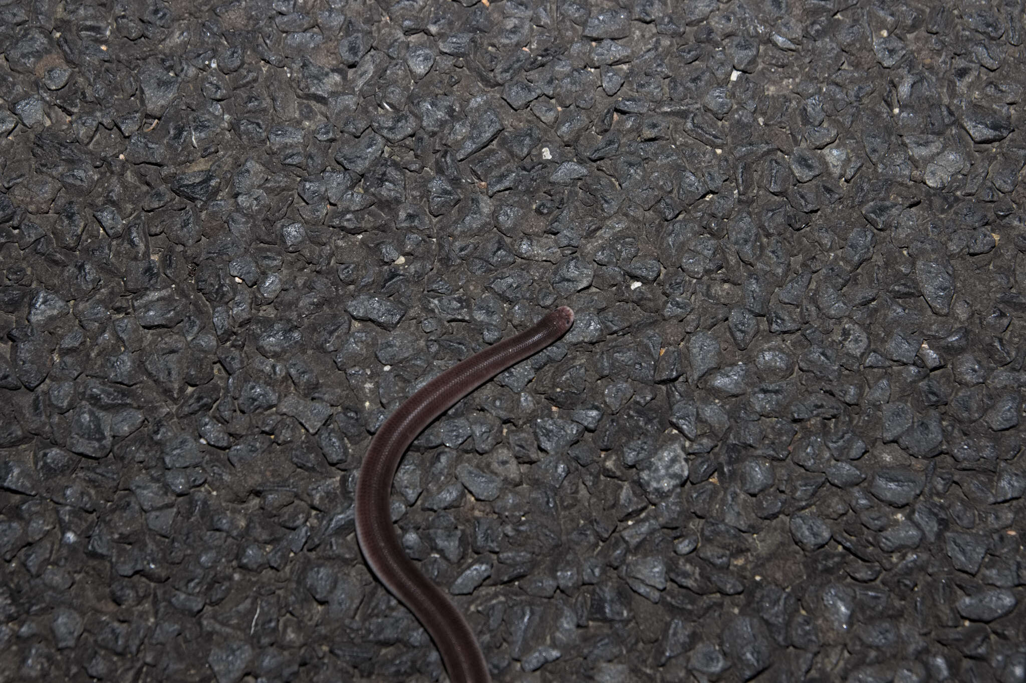 Image of Robust Blind Snake