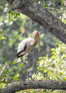 Image of Milky Stork