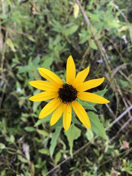 Image de Helianthus agrestis Pollard