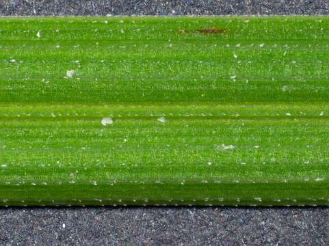 Image of Poa ensiformis Vickery