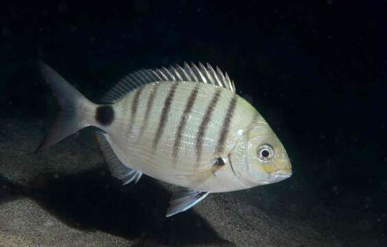 Image of Moroccan white seabream