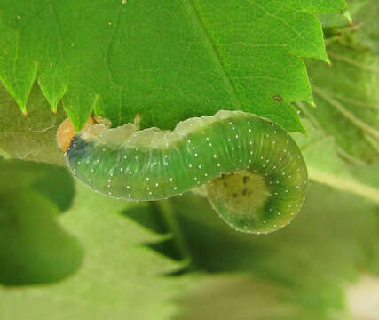 Image of Curled rose sawfly