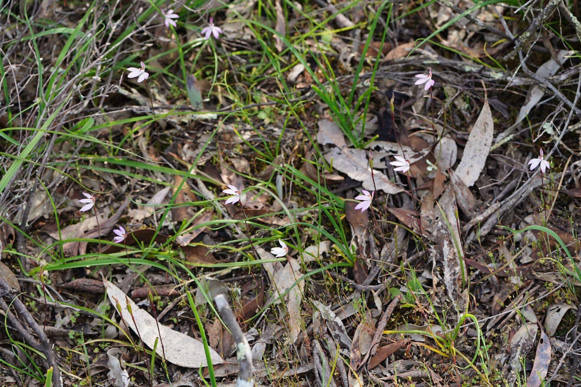 Caladenia fuscata (Rchb. fil.) M. A. Clem. & D. L. Jones的圖片