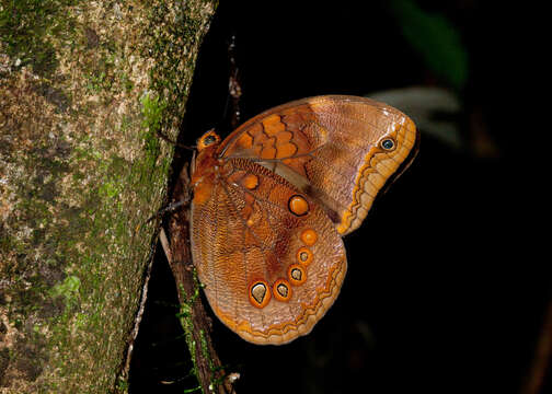 Image of Catoblepia berecynthia Cramer 1777