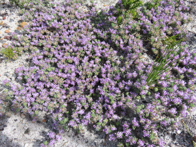 صورة Aspalathus argyrella MacOwan