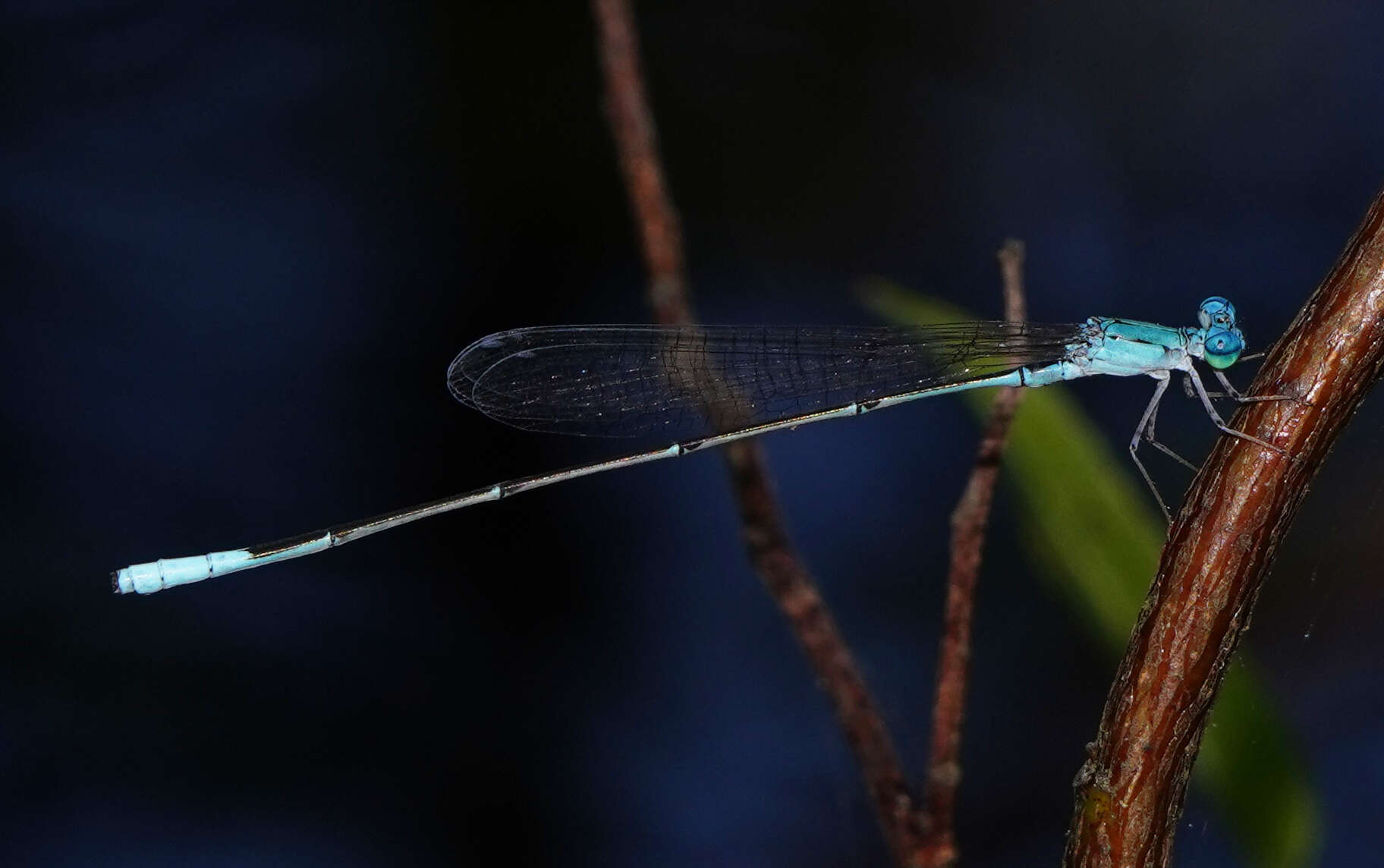 Image of Attentuated Bluet