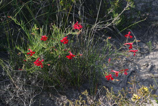 Image of Hairy Lechenaultia