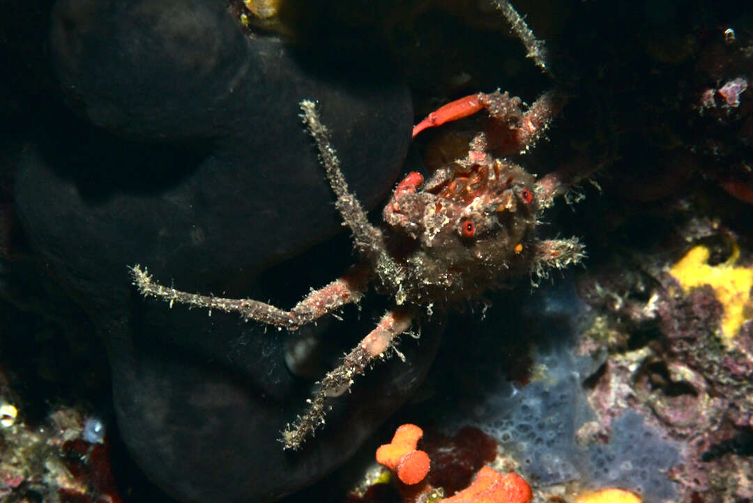 Image of rugose spider crab