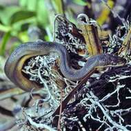 Image of Brown water python