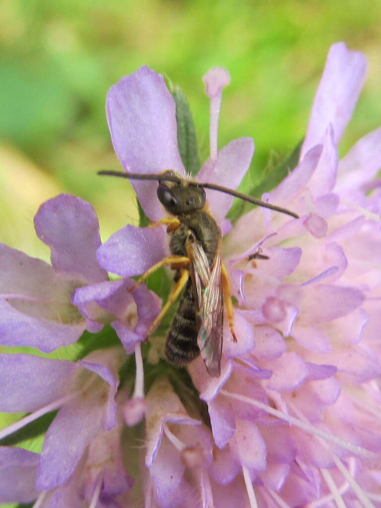 Image of Halictus tumulorum (Linnaeus 1758)