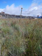 Image of Leucadendron concavum I. Williams