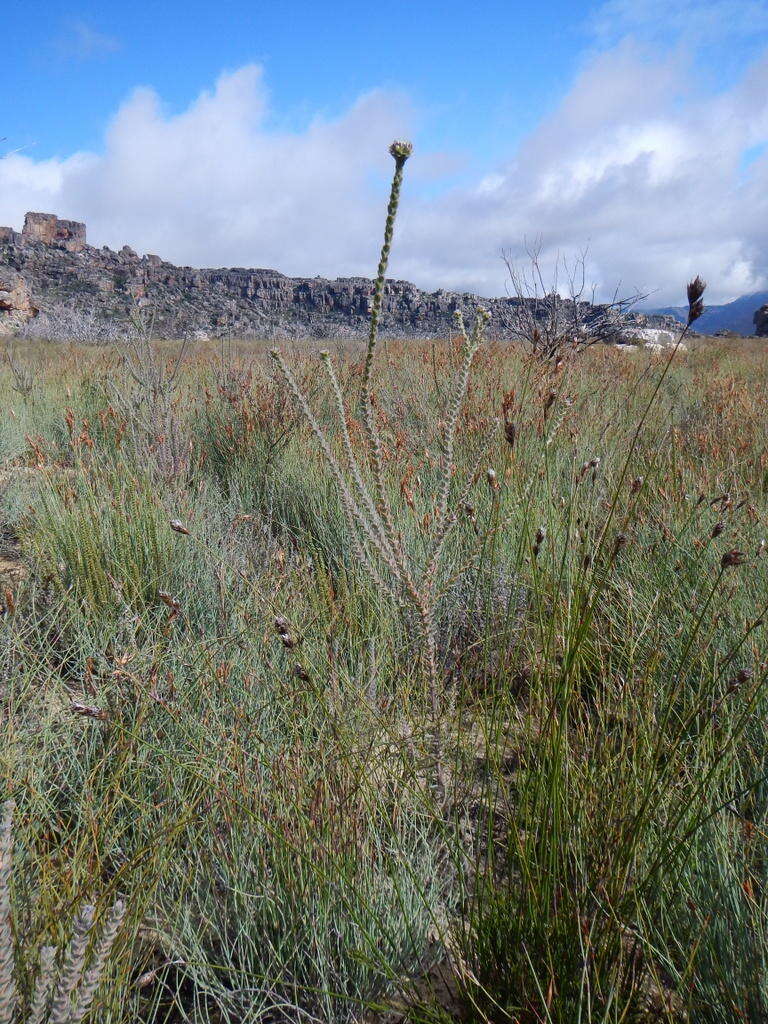 Image of Leucadendron concavum I. Williams