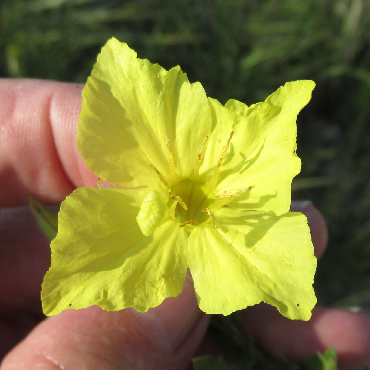 Oenothera hartwegii subsp. pubescens (A. Gray) W. L. Wagner & Hoch resmi